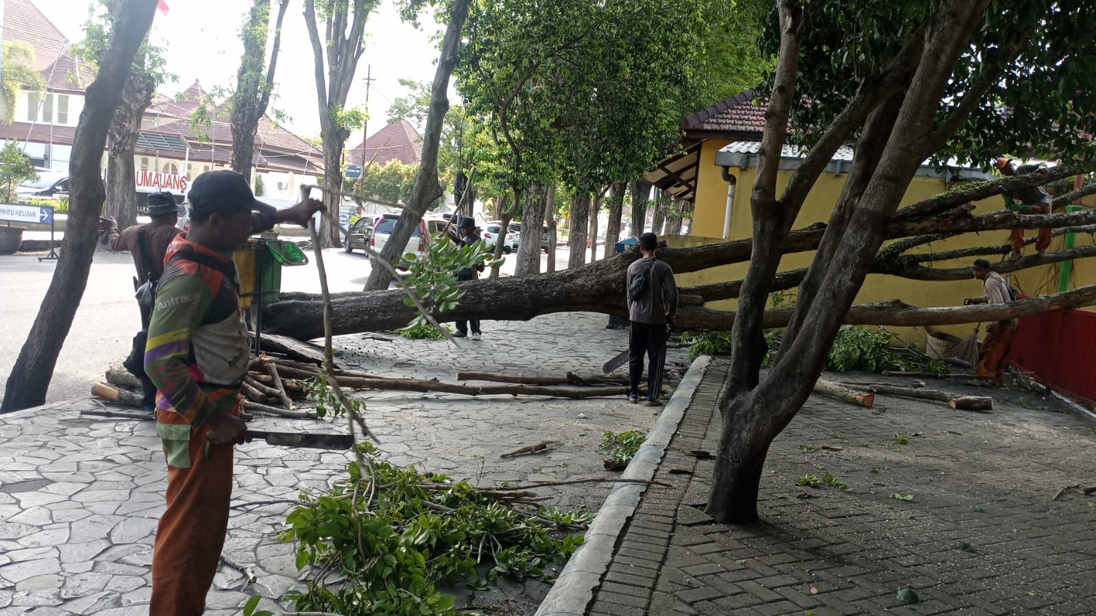 DLH Kabupaten Lumajang Lakukan Penanganan Cepat Pohon Tumbang di Sekitar Alun-alun