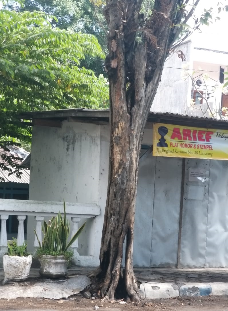 DLH Lumajang Akan Tindak Tegas Oknum Pembakar Pohon Jalanan