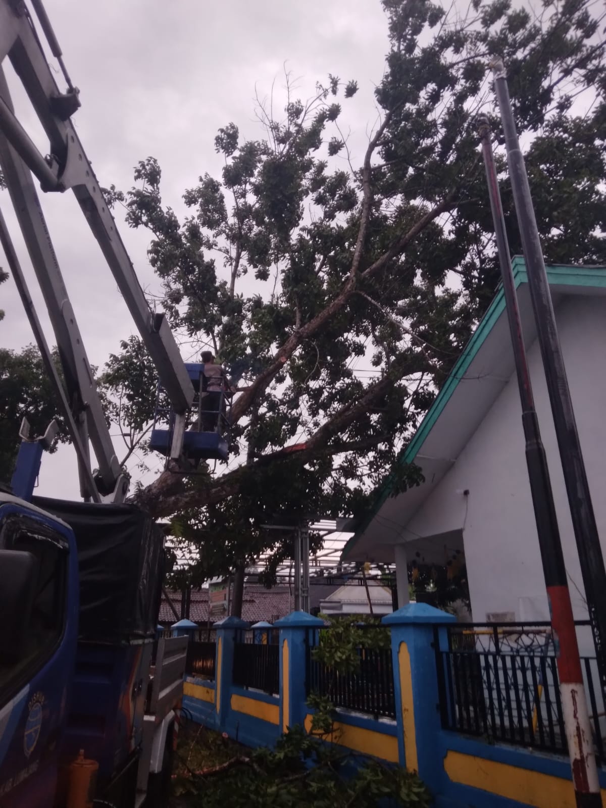 Kolaborasi Cepat Lintas OPD, DLH–BPBD Lumajang Tangani Pohon Tumbang Akibat Hujan Deras