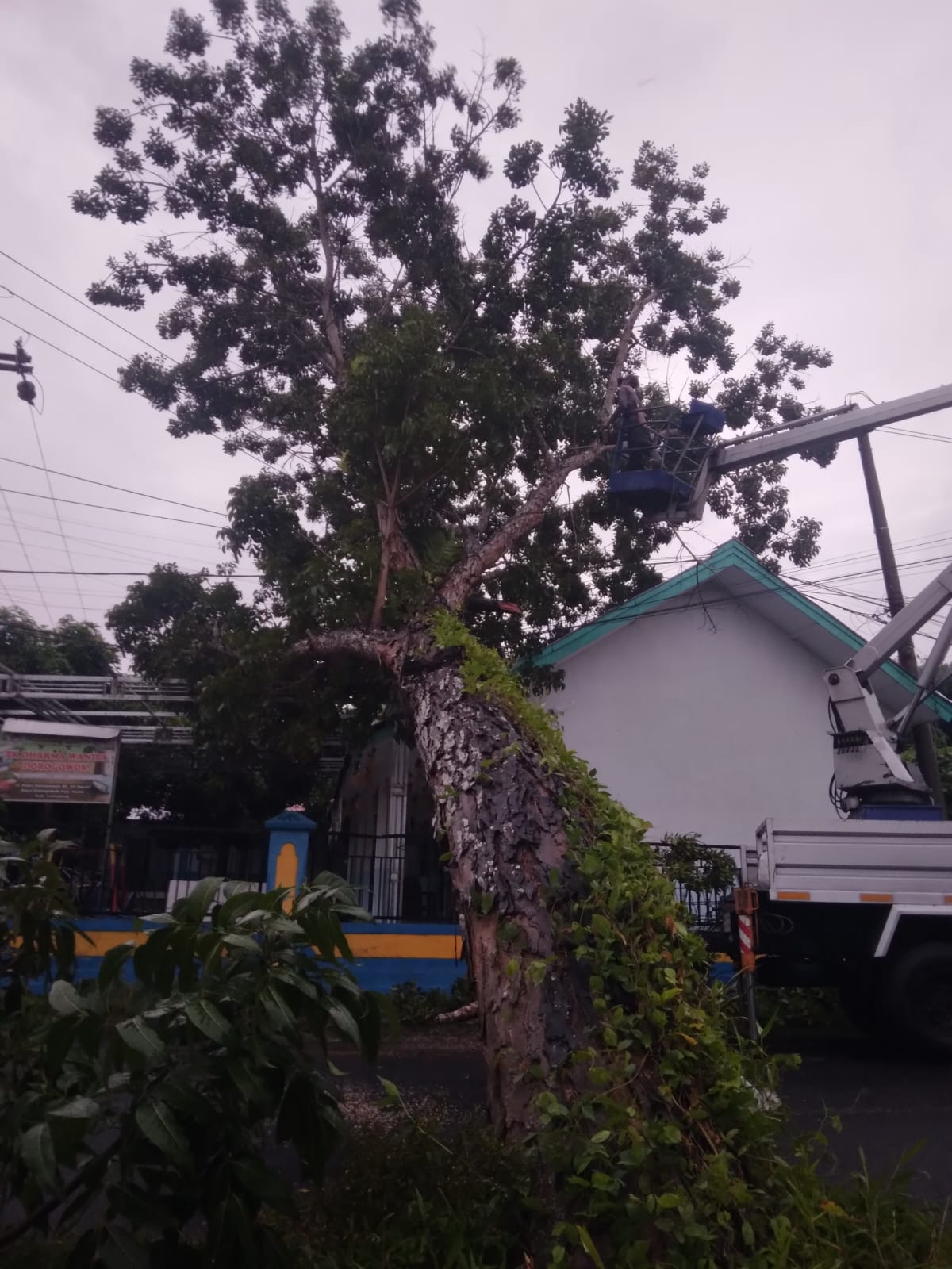 Kolaborasi Cepat Lintas OPD, DLH–BPBD Lumajang Tangani Pohon Tumbang Akibat Hujan Deras