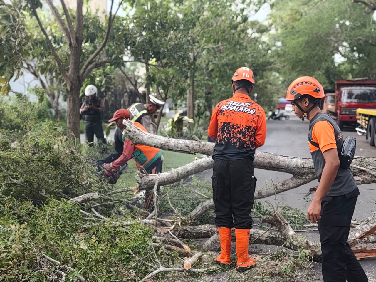 Kolaborasi DLH dan Lintas Instansi Tangani Pohon Tumbang di Embong Kembar Lumajang
