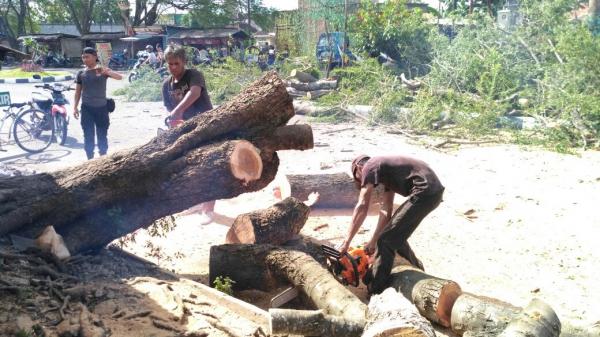 Pohon Tumbang, DLH Bersama Dinas Terkait Segera Eksekusi